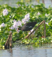 Gallinula chloropus meridionalis