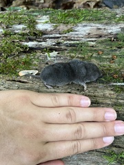 Blarina brevicauda