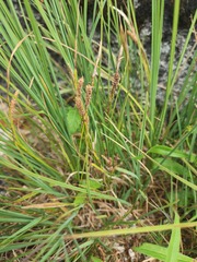 Carex kelloggii