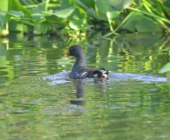Gallinula chloropus meridionalis