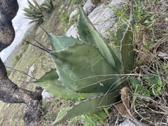 Agave