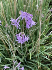 Tulbaghia violacea