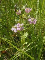 Sabatia angularis