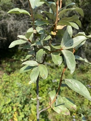 Elaeagnus commutata