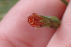 Lactuca canadensis