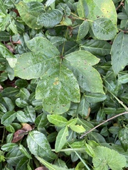 Toxicodendron pubescens