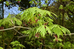 Acer japonicum