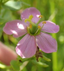 Sabatia angularis