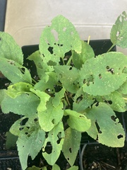Symphyotrichum drummondii