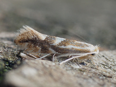 Phyllonorycter salictella