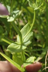 Sabatia angularis