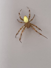 Araneus trifolium