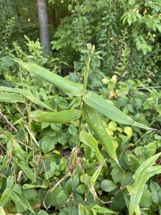 Dichanthelium latifolium