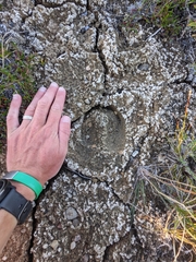Ovibos moschatus