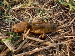 Gryllotalpa gryllotalpa