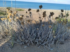 Helichrysum stoechas