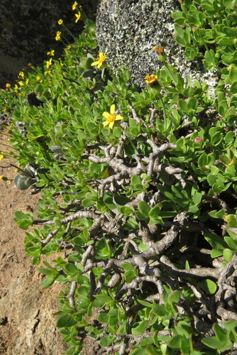 Othonna arborescens