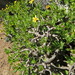 Tree Babooncabbage - Photo (c) Paul Emms, some rights reserved (CC BY-SA), uploaded by Paul Emms