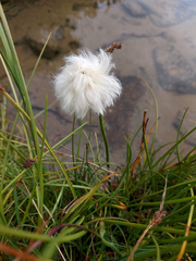 Eriophorum
