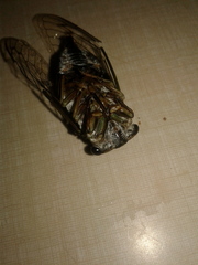 Cicadinae