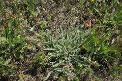 Leontodon biscutellifolius