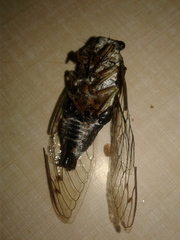 Cicadinae