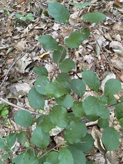 Celastrus orbiculatus