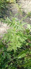 Artemisia annua