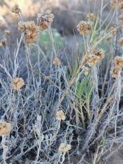 Helichrysum stoechas