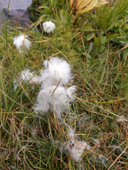 Eriophorum
