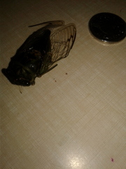 Cicadinae