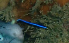 Labroides dimidiatus