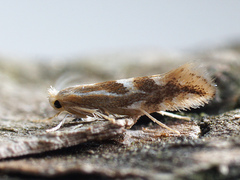 Phyllonorycter salictella