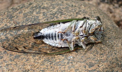 Neotibicen