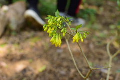 Polygala wattersii