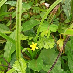 Hypoxis decumbens