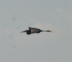 Ardea purpurea