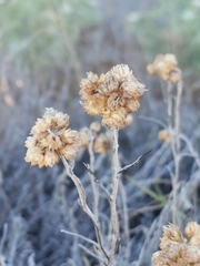 Helichrysum stoechas