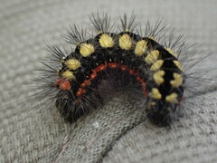 Acronicta cinerea