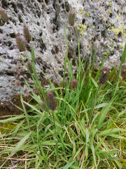 Phleum alpinum