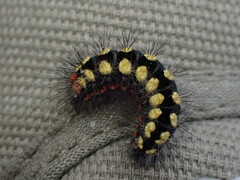 Acronicta cinerea