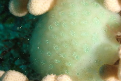 Polycitoridae