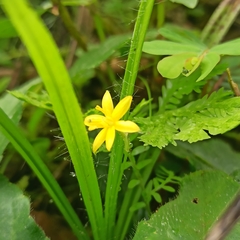 Hypoxis decumbens