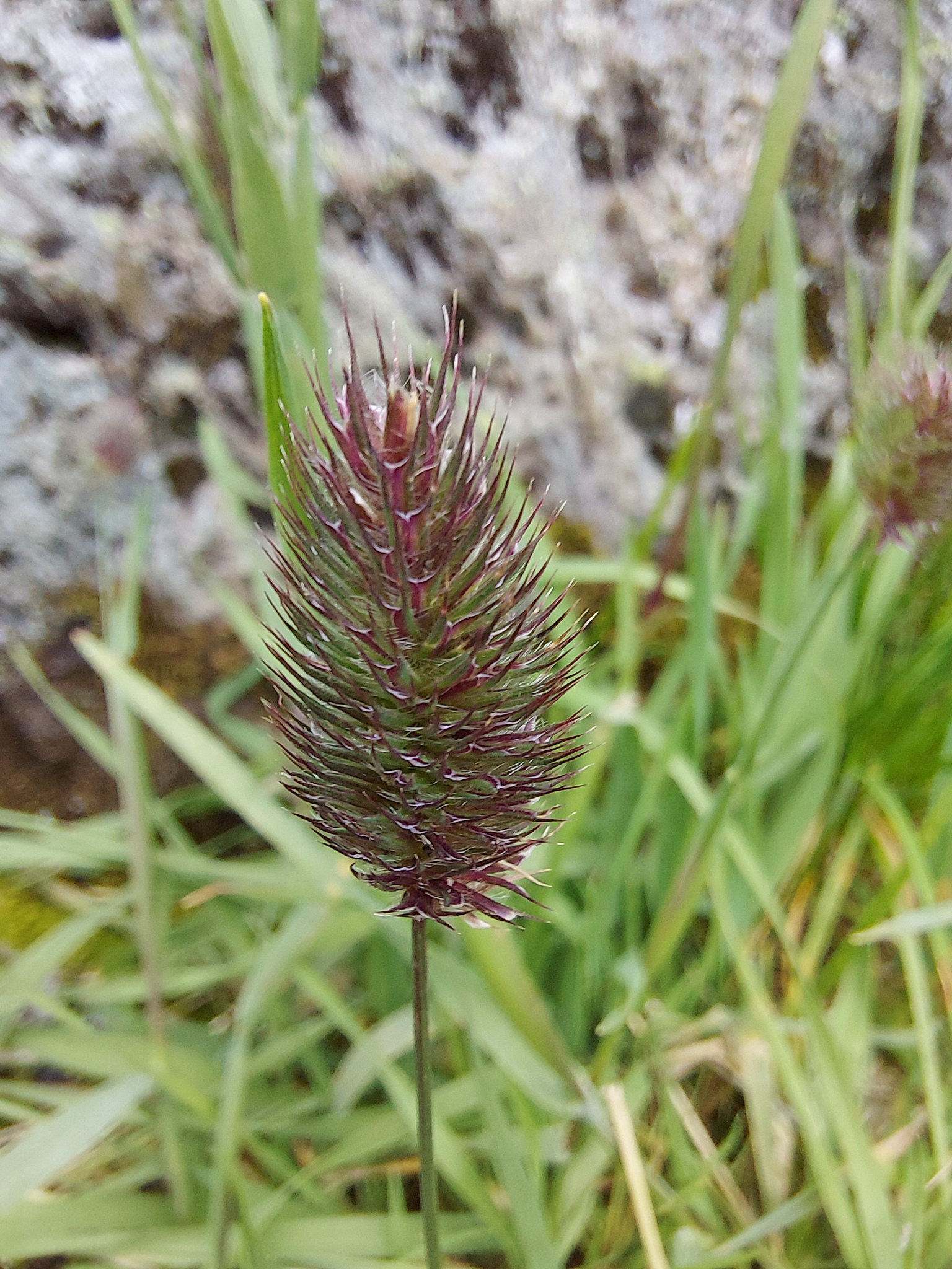 Phleum alpinum