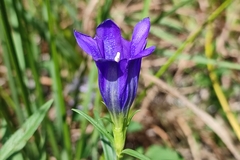 Gentiana pneumonanthe