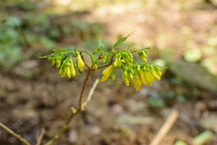 Polygala wattersii