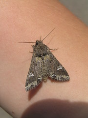 Mamestra configurata