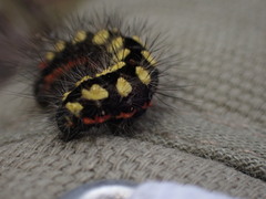 Acronicta cinerea