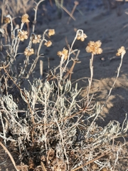 Helichrysum stoechas