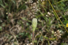 Leontodon biscutellifolius